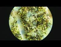 One hundred dollar bill under microscope gold