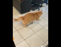 Pet cat reaches toy under the couch