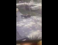 Collab VIBES - Dog runs and knocks girl over fail