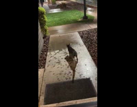 Cat chase blue laser dot on ground