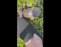 Baby armadillo climbs on black show in grass 