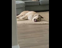 Dog growls mouth twitches during sleep