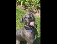 Grey dog sitting on grass opens closes mouth 