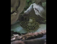 Pet Lizard scratches head with its feet