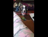 Dog barking loves to argue with owner