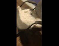 Cat lie down on the office chair