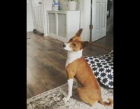 Brown white dog tilts head girl name