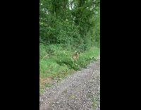 Dog carries tree branch with green leaves 