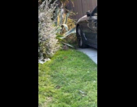 Man shouting directions to lost rabbit