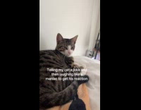 Woman tell cat a joke then laughs