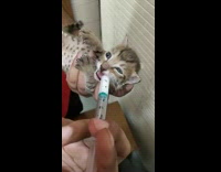 Brown newborn kitten drinks milk through syringe 