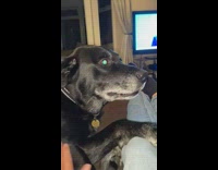 Black dog growls when woman stops pets