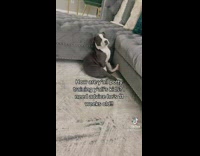 Woman puts her pitbull in timeout and lectures it