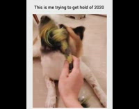 Dog cant bite tassel toy 