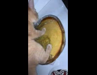 Brown kitten cat stands on pie casserole 