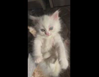 White Furry Kitten Looks Away at Lady