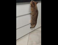 Cat climbs cabinet and hides inside it