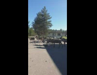 Collab DailyDoseOfInternet - Group of reindeers at local gas station