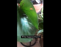 Cat claws plant leaves holes in leaf 