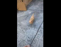 Collab Kale Salad IG - Puppy grows into adult dog 