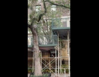 Squirrel lay on railings over the scaffolding