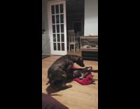 Two dogs fights over towel on floor
