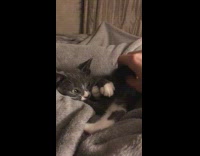 Kitten on grey blanket bite own tail