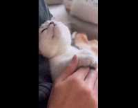 Kitten rests on the hand of owner