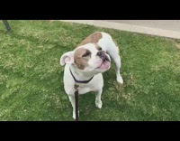 white dog standing still and howling outside 