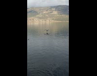 Flying swan lands like a braking car