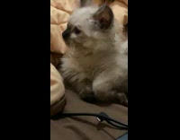 Kitten hears fart looks around room bed  