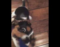 brown dog bitting rope