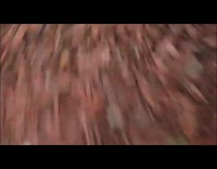 Frog jumps out of bowl grey bird 