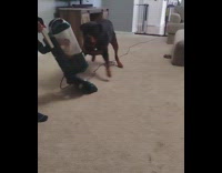Black dog barking gets scared from vacuum 