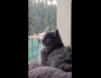 Collab PLC - Dark grey cat beside window look outside