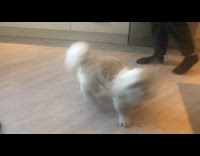 Pet dog gets excited and spin around when food comes