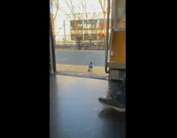 Pigeon bird exits train through open door 
