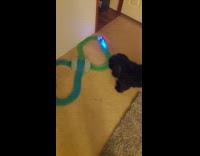 Dog watches toy car with light move