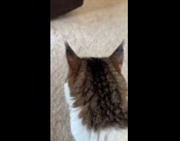 Woman sneaks up behind pet cat 