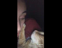 BitchMP - Conversation with cat says no