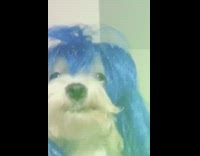White dog blue wig dances red pillow 