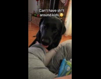 Dog staring at womans sour punch