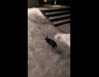 Chihuahua sliding down icy pathway