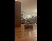 Puppy sneak slowly crawl towards plushy toy