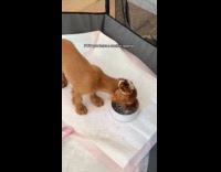 Dog with tied ears eats food bowl