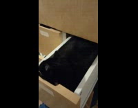Black and white cat lays in drawer 