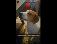 Dog barks throws tantrum over a cheeseburger