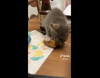 Collab BitchMP - Kitten grabbing pizza from plate 