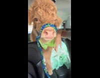 Collab Clips MPUGC - Guy asks mini cow to moo