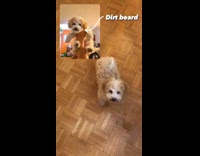 Fluffy dog has dirt beard